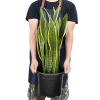 Snake Plant 'Laurentii'