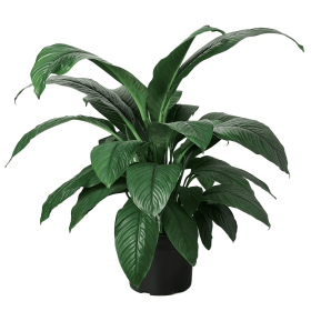 Spathiphyllum Peace Lily Plant