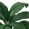 Spathiphyllum Peace Lily Plant