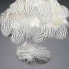50 Pcs White Decorative Feathers DIY Craft Artificial Pheasant Feathers, 1-3 Inches