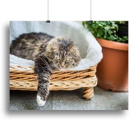 Big fluffy cat lying in wicker chaise sofa couch on balcony or garden terrace with flowers pot Canvas Print or Poster (type: Standard Framed Canvas Print, size: 28" x 20" / 70cm x 50cm (approx))