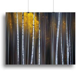 Curtain Of Fall Canvas Print or Poster (type: Standard Framed Canvas Print, size: 40" x 26" / 100cm x 65cm (approx))