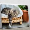 Big fluffy cat lying in wicker chaise sofa couch on balcony or garden terrace with flowers pot Canvas Print or Poster