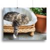 Big fluffy cat lying in wicker chaise sofa couch on balcony or garden terrace with flowers pot Canvas Print or Poster